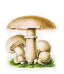 agaric
