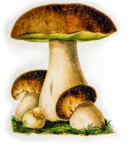 cepe