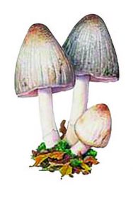 coprin