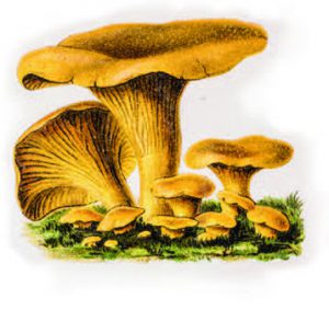 girolle