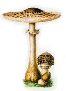 lepiote