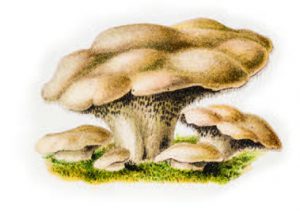 piedmouton