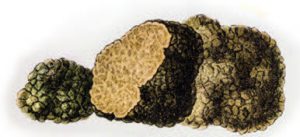 truffes