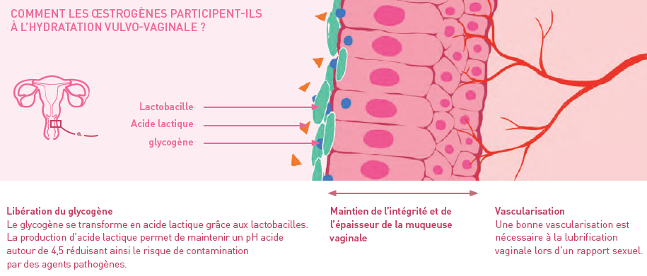 secheresse muqueuse vulvaire secheresse muqueuse vulvaire