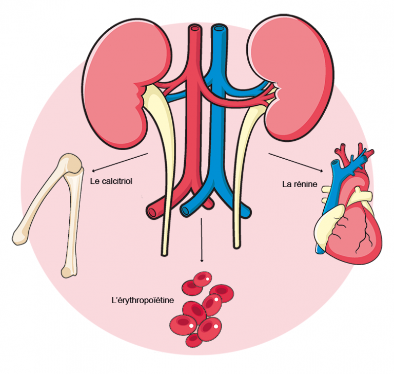 Les reins à quoi ça sert ? Vocation Santé Les reins à quoi ça sert ? Vocation Santé