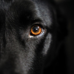 l’École de chiens guides de Paris