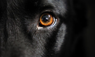 l’École de chiens guides de Paris