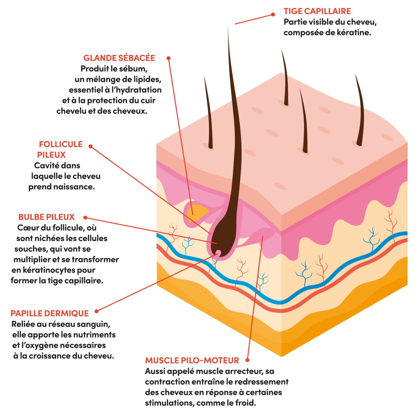 La chute des cheveux