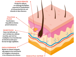 La chute des cheveux