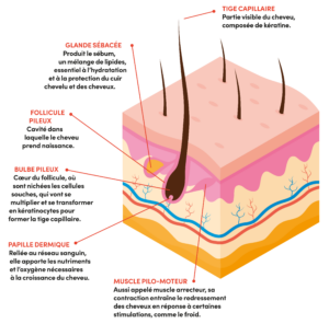 La chute des cheveux