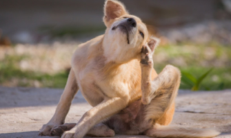 Chats chiens parasites