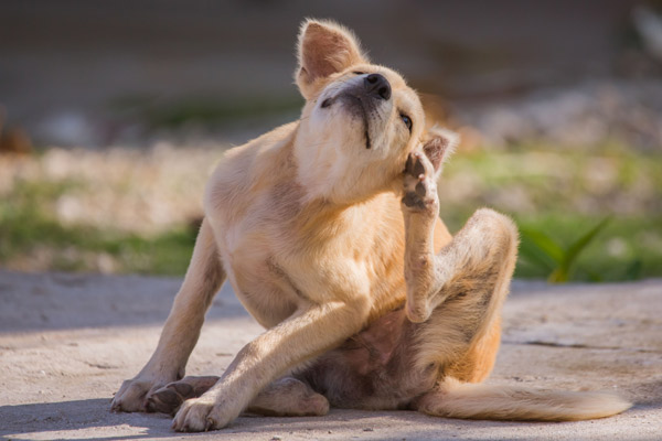 Chats chiens parasites